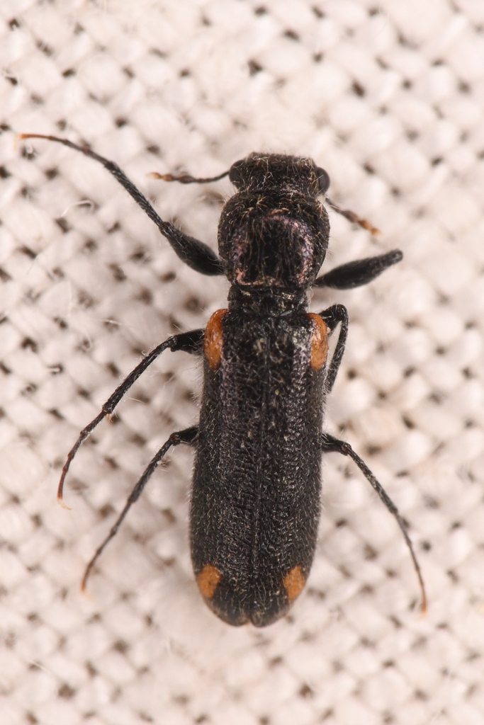 Psoa maculata