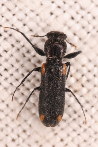 Psoa maculata