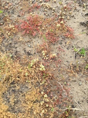 Chorizanthe howellii