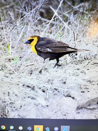 Yellow-headed Blackbird
