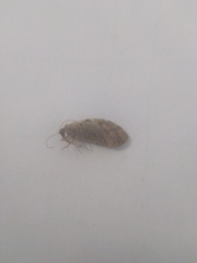 Hemerobius atrifrons