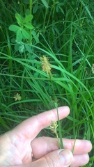 Carex hirta