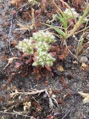 Chorizanthe howellii