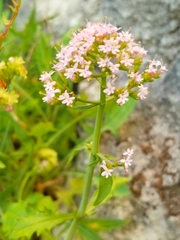 Centranthus macrosiphon