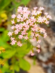 Centranthus macrosiphon