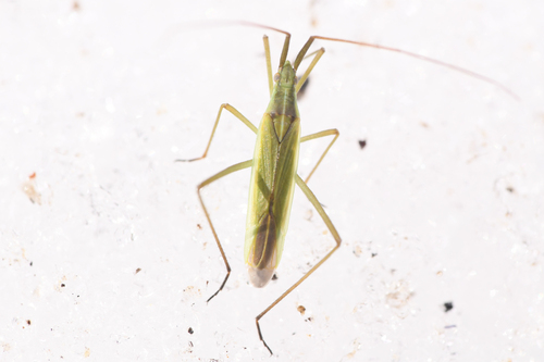 Plant Bug photo 4