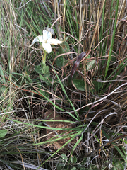 Mandevilla