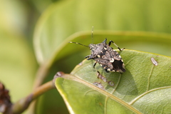 Eocanthecona furcellata