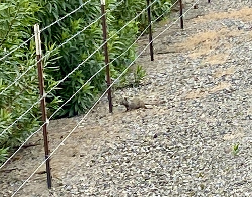 iNaturalist observation photo of California Ground Squirrel