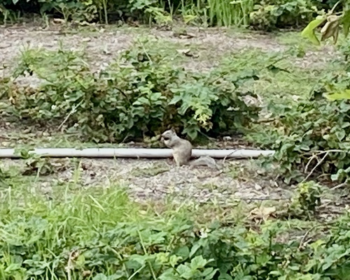 iNaturalist observation photo of California Ground Squirrel