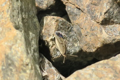 Junonia orithya here