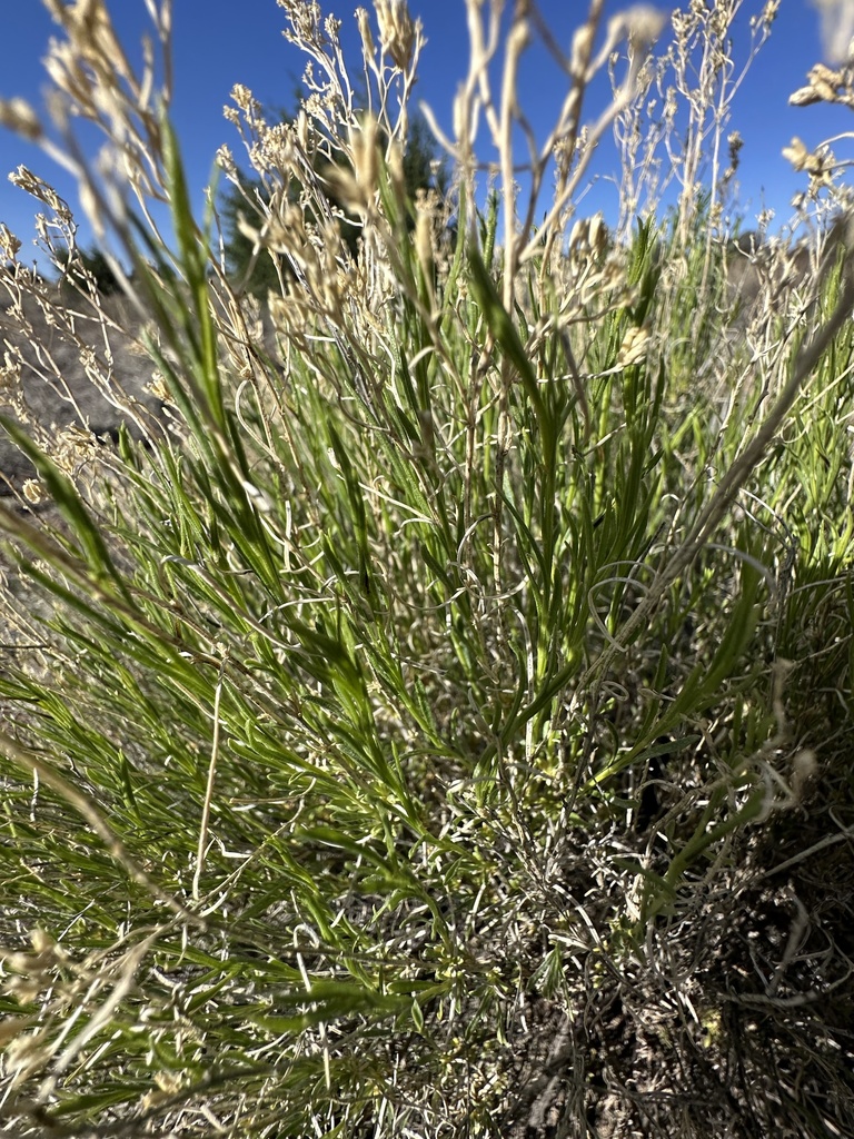 Broom Snakeweed from US-60, Magdalena, NM, US on May 26, 2024 at 08:41 ...