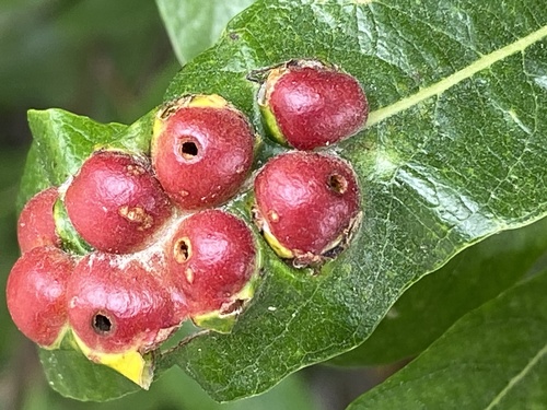 iNaturalist observation photo of Willow Apple Gall Sawfly