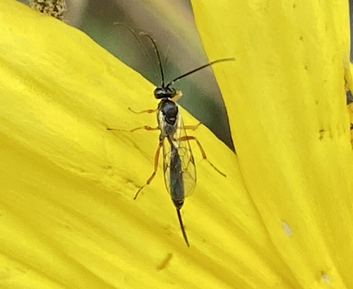 iNaturalist observation photo of Ichneumonid Wasps