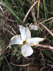 Mandevilla