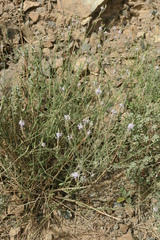 Lavandula subnuda