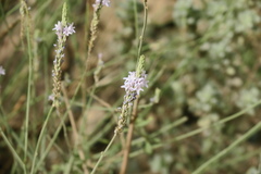 Lavandula subnuda