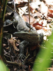 Roughneck Monitor photo 4