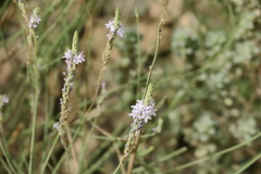 Lavandula subnuda