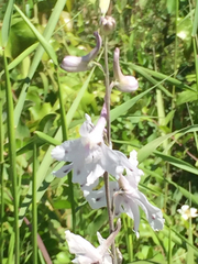 Delphinium carolinianum