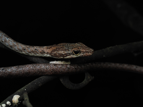 Brown Whip Snake