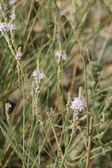Lavandula subnuda