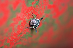 Alcimocoris japonensis