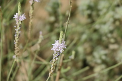 Lavandula subnuda