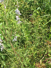 Delphinium carolinianum