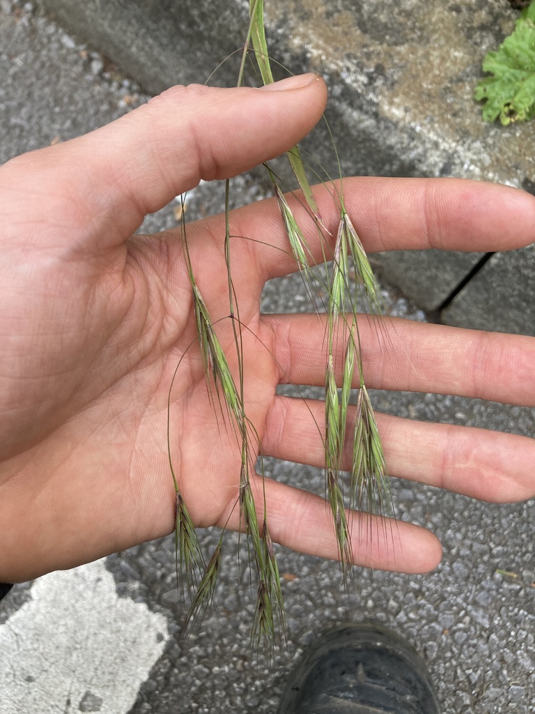 Barren Brome from The Trafford Centre, Manchester, England, GB on May ...