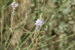 Lavandula subnuda
