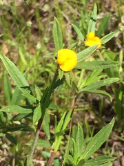 Stylosanthes biflora