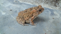 Sclerophrys pusilla