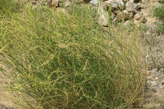 Ochradenus aucheri