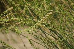 Ochradenus aucheri