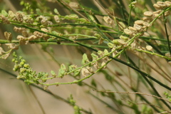 Ochradenus aucheri