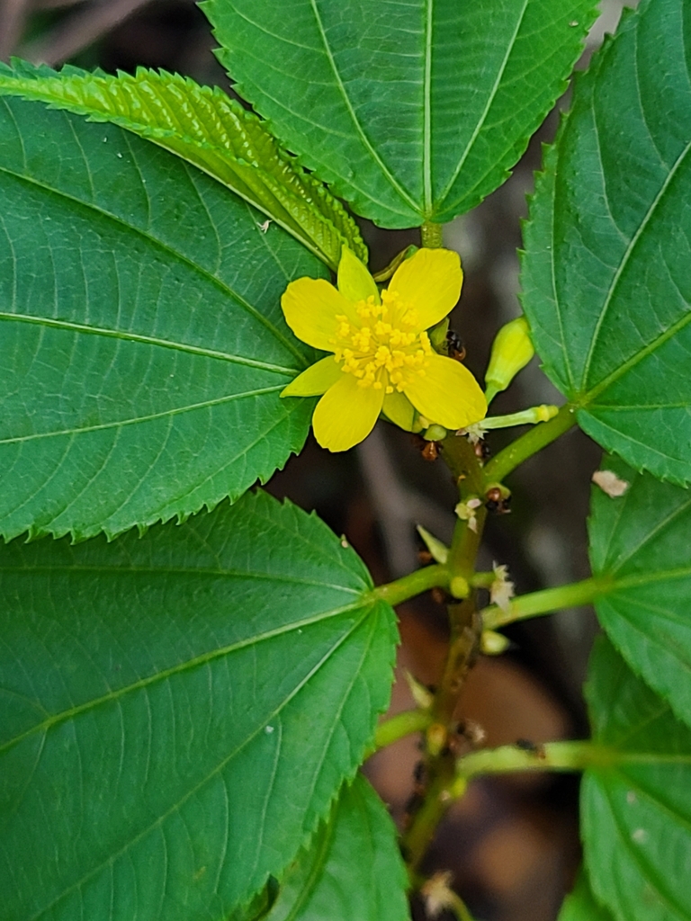 Corchorus hygrophilus