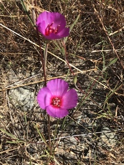 Clarkia amoena