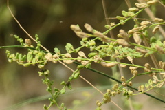 Ochradenus aucheri