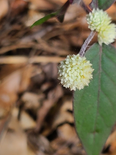 Alternanthera brasiliana