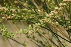 Ochradenus aucheri