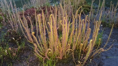Drosera filiformis