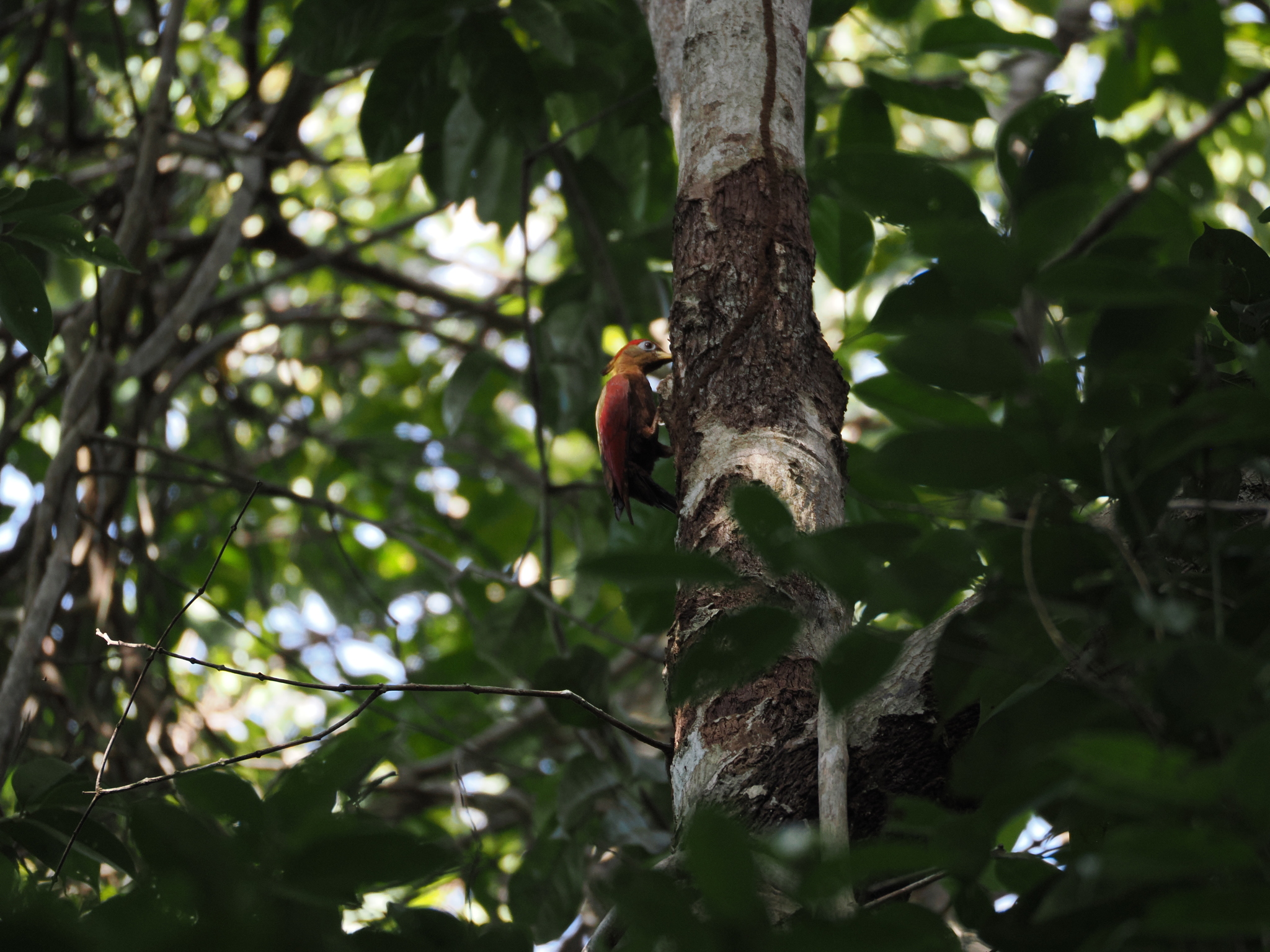 Crimson-winged Woodpecker (Picus puniceus), photo 5