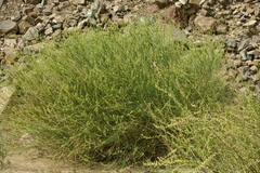 Ochradenus aucheri