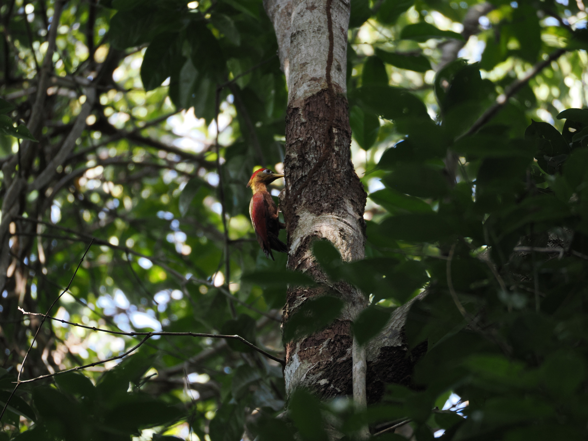 Crimson-winged Woodpecker (Picus puniceus), photo 6