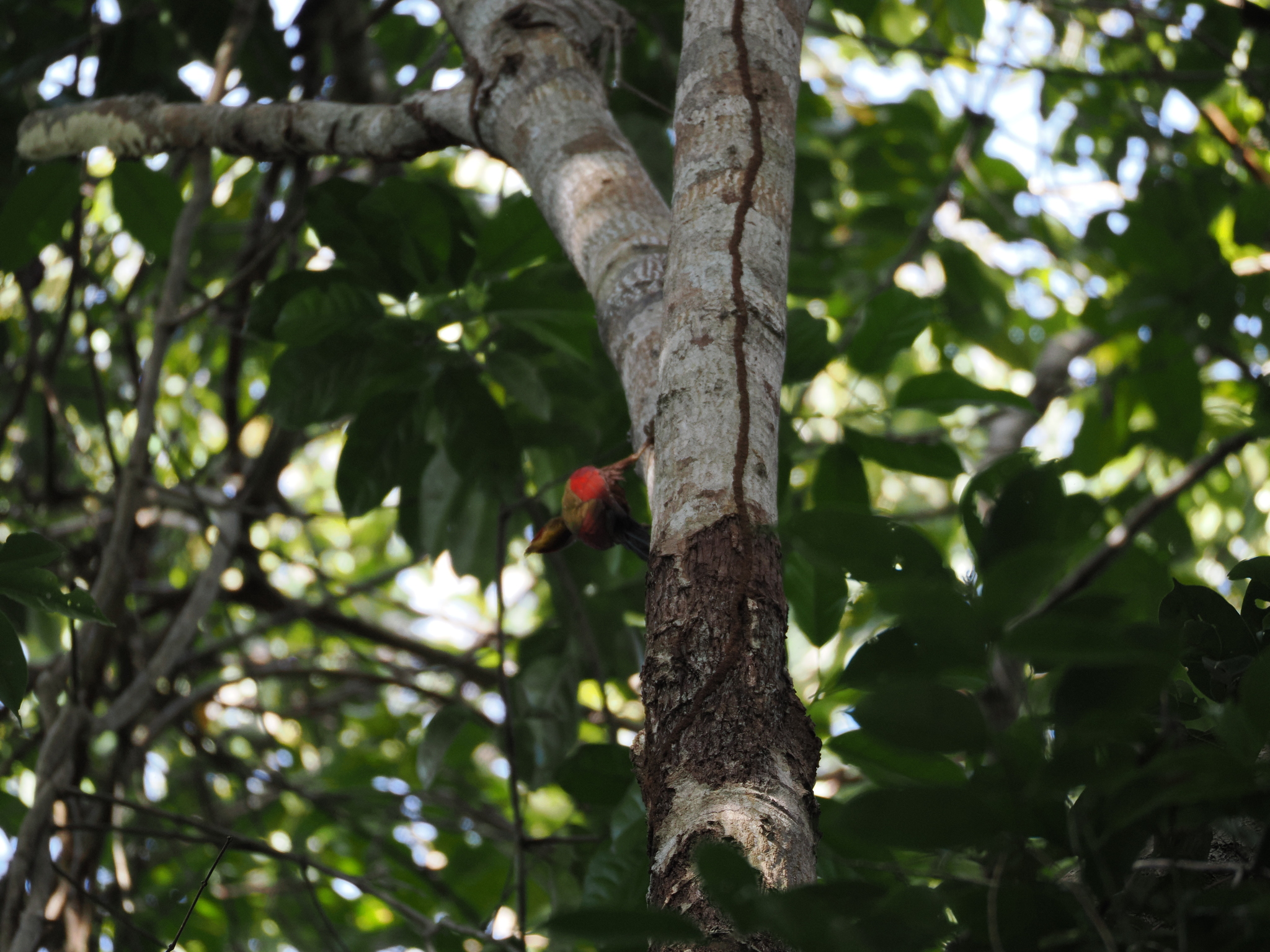 Crimson-winged Woodpecker (Picus puniceus), photo 7