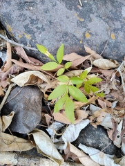 Thouinidium decandrum, photograph (c) Adrian Bojorquez, some rights reserved (CC BY-SA)