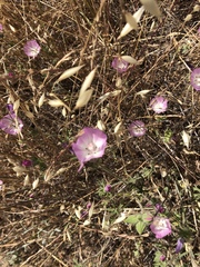 Sidalcea diploscypha