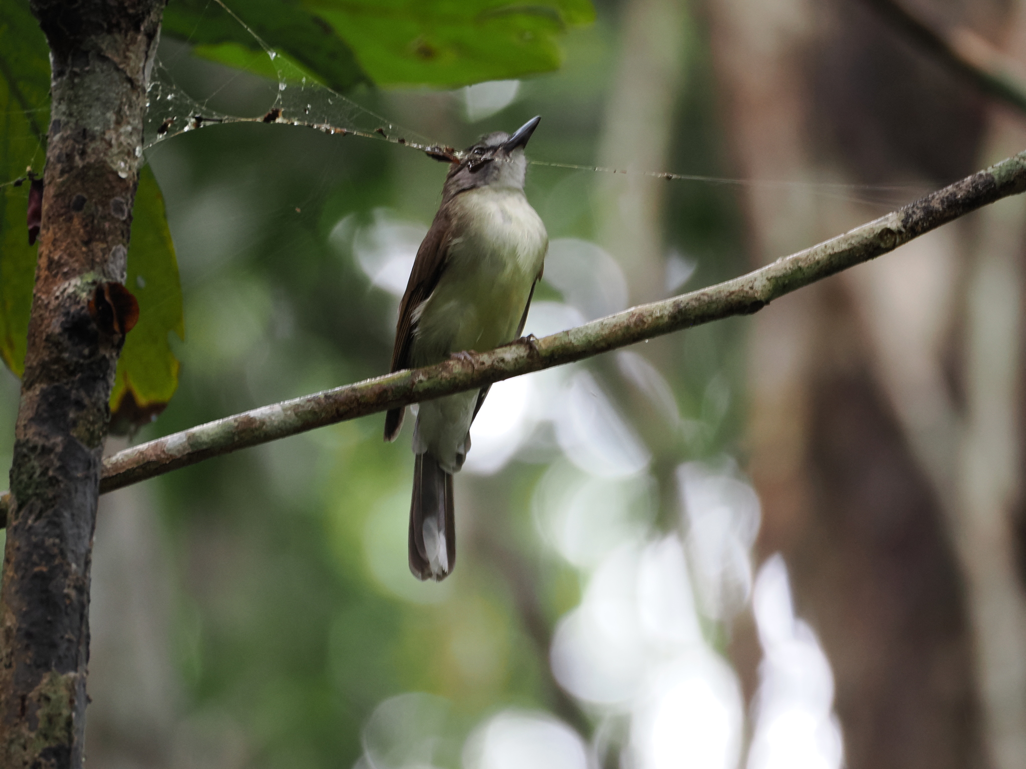 Hook-billed Bulbul (Setornis criniger), photo 1