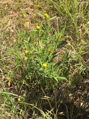 Stylosanthes biflora